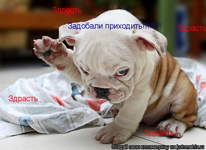 Здрасть Здрасть Здрасть Здрасть Задобали приходить!!!!!!!!... Котоматрица: Здрасть Здрасть Здрасть Здрасть Задобали приходить!!!!!!!!