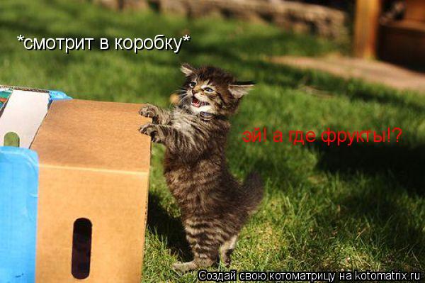 *смотрит в коробку* эй! а где фрукты!?... Котоматрица: *смотрит в коробку* эй! а где фрукты!?