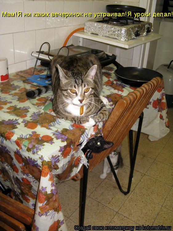 Мам!Я ни каких вечеринок не устраивал!Я уроки делал!... Котоматрица: Мам!Я ни каких вечеринок не устраивал!Я уроки делал!