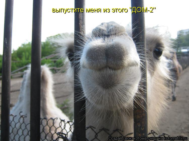 Котоматрица: выпустите меня из этого 'ДОМ-2'