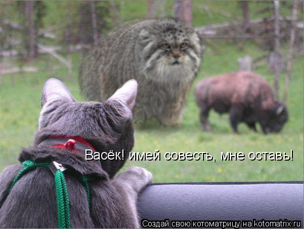 Котоматрица: Васёк! имей совесть, мне оставь!