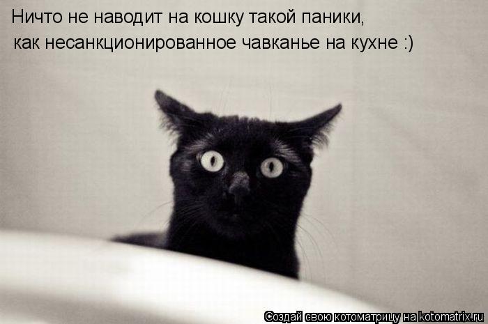 Ничто не наводит на кошку такой паники, как несанкционированное чавканье на кухне :)... Котоматрица: Ничто не наводит на кошку такой паники, как несанкционированное чавканье на кухне :)
