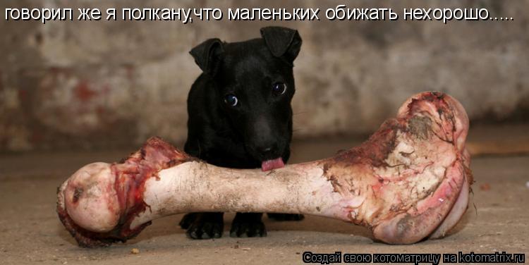 Котоматрица: говорил же я полкану,что маленьких обижать нехорошо.....