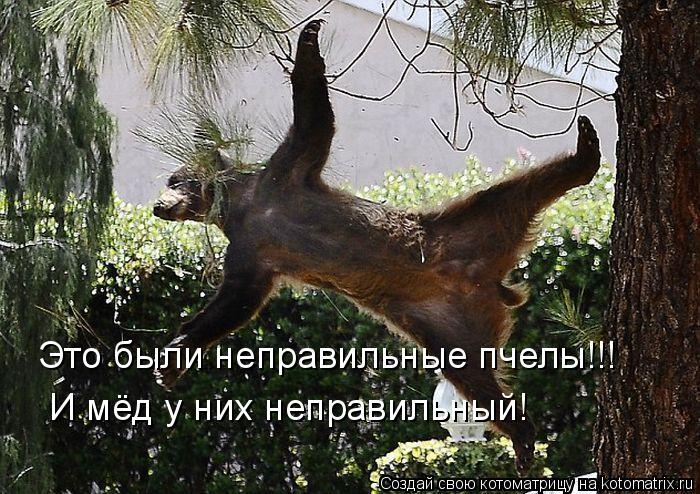 Котоматрица: Это были неправильные пчелы!!! И мёд у них неправильный!