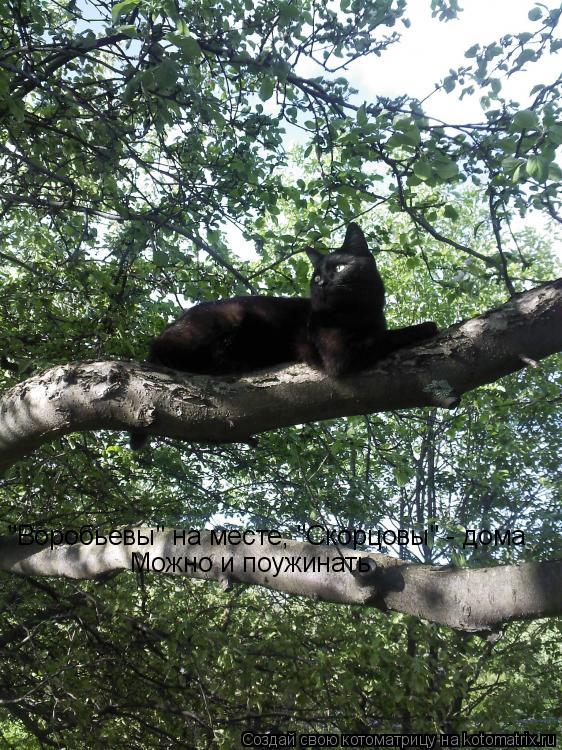 "Воробьевы" на месте, "Скорцовы" - дома Можно и поужинать... Котоматрица: "Воробьевы" на месте, "Скорцовы" - дома Можно и поужинать