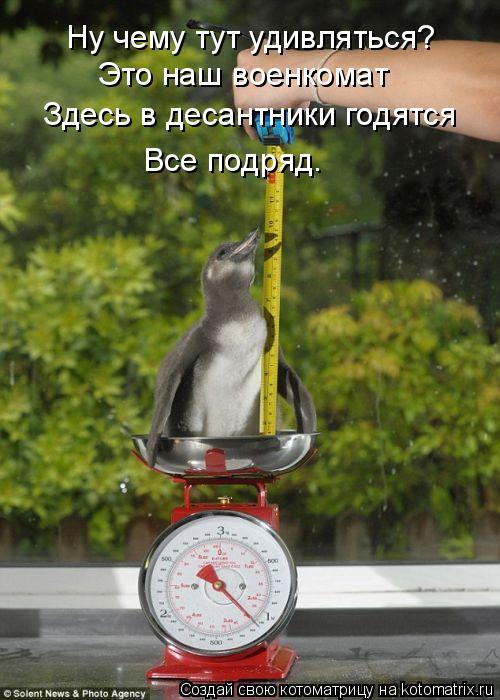Котоматрица: Ну чему тут удивляться? Это наш военкомат Здесь в десантники годятся Все подряд.