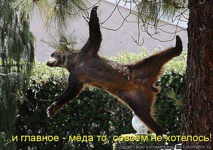 ...и главное - мёда то, совсем не хотелось!... Котоматрица: ...и главное - мёда то, совсем не хотелось!