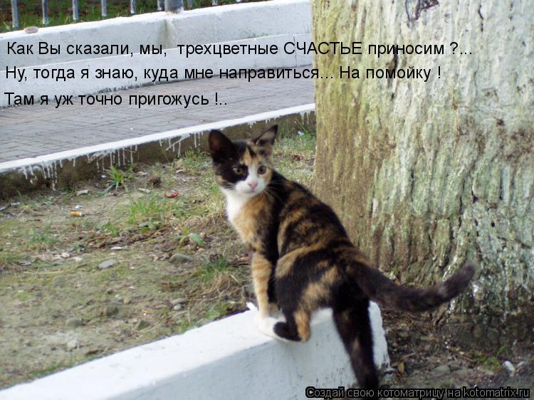 Как Вы сказали, мы, трехцветные СЧАСТЬЕ приносим ?... Ну, тогда я знаю, куда мне направиться... На п... Котоматрица: Как Вы сказали, мы, трехцветные СЧАСТЬЕ приносим ?... Ну, тогда я знаю, куда мне направиться... На помойку ! Там я уж точно пригожусь !..