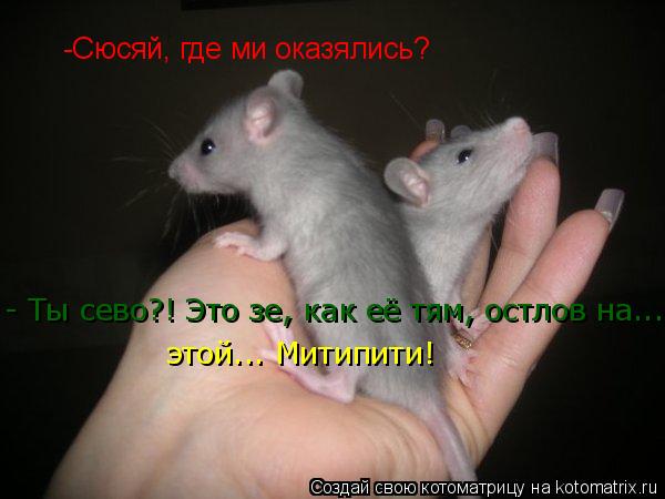 - Ты сево?! Это зе, как её тям, остлов на... этой... Митипити! -Сюсяй, где ми оказялись?... Котоматрица: - Ты сево?! Это зе, как её тям, остлов на... этой... Митипити! -Сюсяй, где ми оказялись?