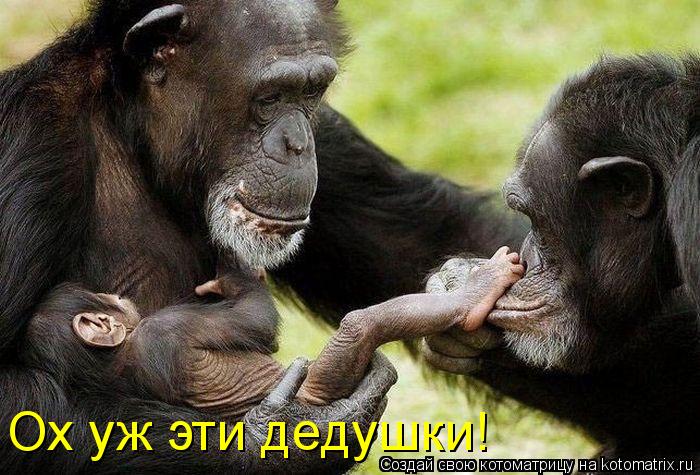 Ох уж эти дедушки!... Котоматрица: Ох уж эти дедушки!