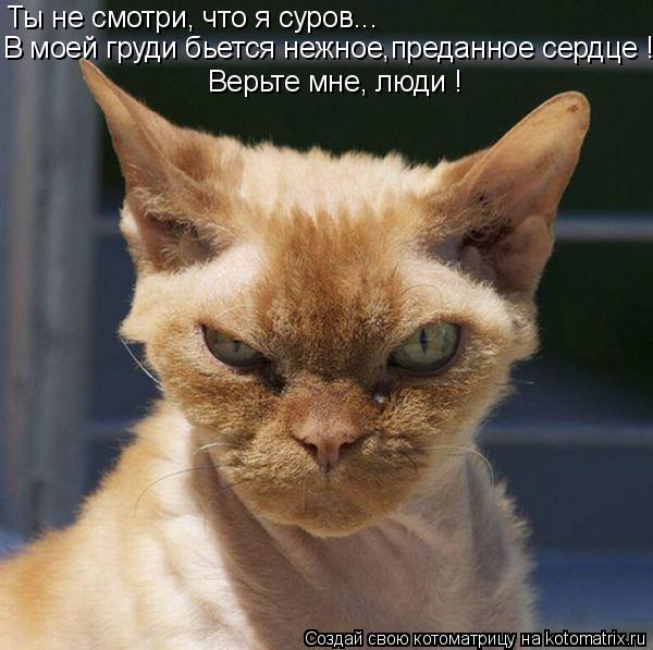 Ты не смотри, что я суров... В моей груди бьется нежное,преданное сердце ! Верьте мне, люди !... Котоматрица: Ты не смотри, что я суров... В моей груди бьется нежное,преданное сердце ! Верьте мне, люди !