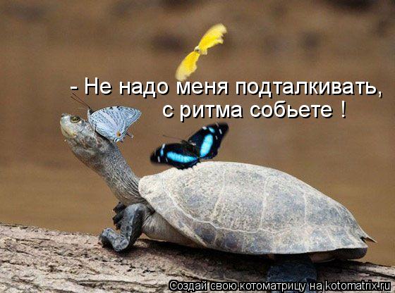 - Не надо меня подталкивать, с ритма собьете !... Котоматрица: - Не надо меня подталкивать, с ритма собьете !