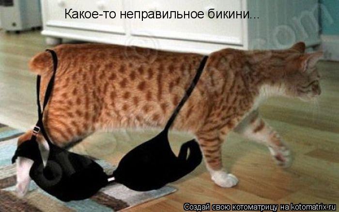 Какое-то неправильное бикини...... Котоматрица: Какое-то неправильное бикини...