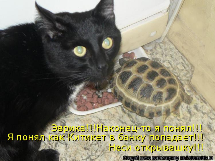 Котоматрица: Эврика!!!Наконец-то я понял!!! Я понял как Китикет в банку попадает!!! Неси открывашку!!!