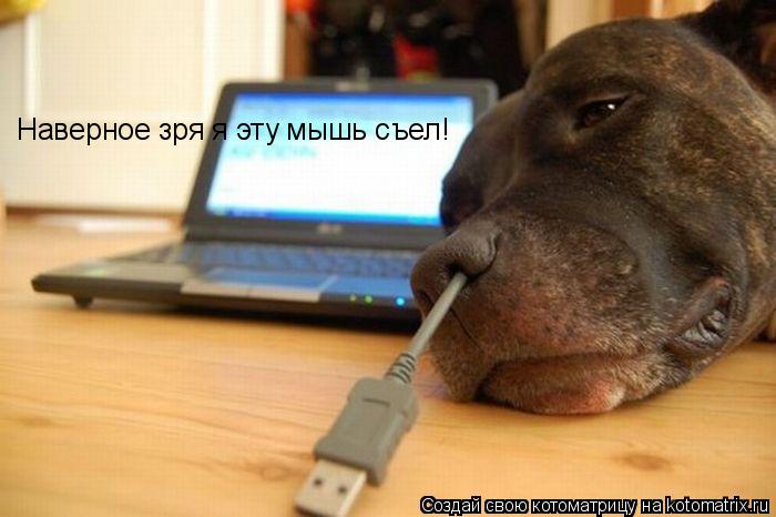 Наверное зря я эту мышь съел!... Котоматрица: Наверное зря я эту мышь съел!