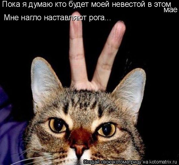 Пока я думаю кто будет моей невестой в этом мае Мне нагло наставляют рога...... Котоматрица: Пока я думаю кто будет моей невестой в этом мае Мне нагло наставляют рога...