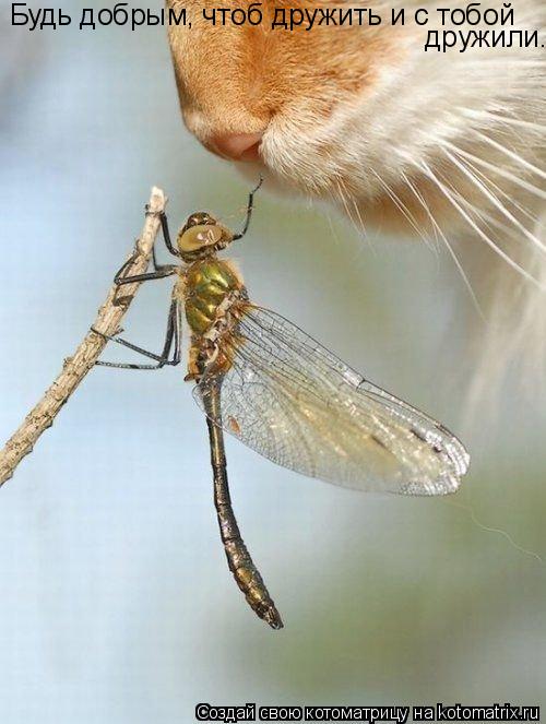 Будь добрым, чтоб дружить и с тобой дружили.... Котоматрица: Будь добрым, чтоб дружить и с тобой дружили.