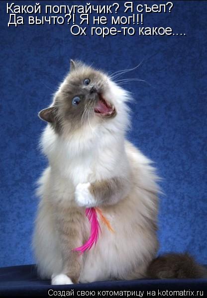 Какой попугайчик? Я съел? Да вычто?! Я не мог!!! Ох горе-то какое....... Котоматрица: Какой попугайчик? Я съел? Да вычто?! Я не мог!!! Ох горе-то какое....