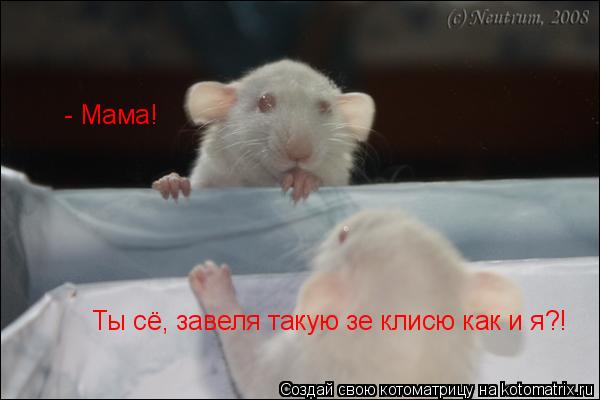 Котоматрица: - Мама!  Ты сё, завеля такую зе клисю как и я?!