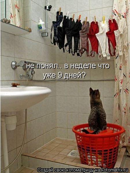не понял.. в неделе что уже 9 дней?... Котоматрица: не понял.. в неделе что уже 9 дней?