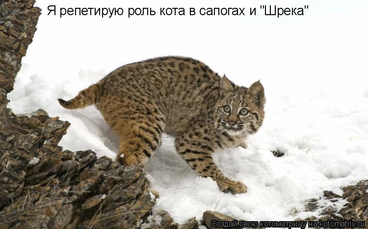 Котоматрица: Я репетирую роль кота в сапогах и "Шрека"