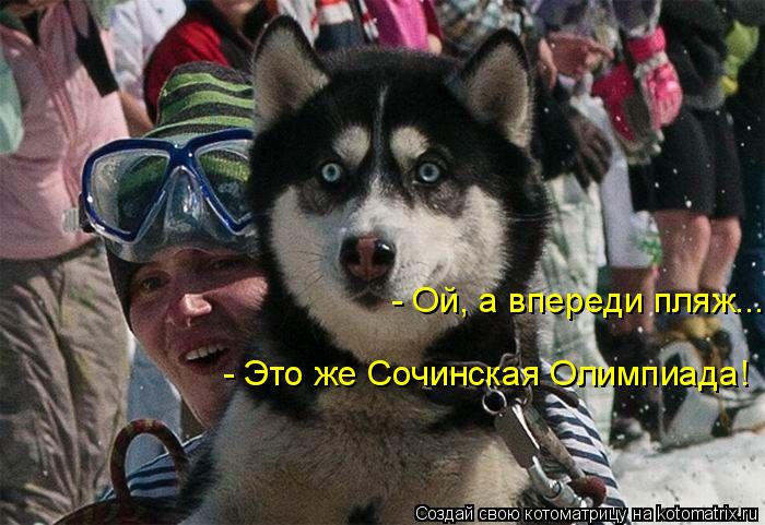 Котоматрица: - Ой, а впереди пляж... - Это же Сочинская Олимпиада!