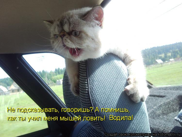 Не подсказывать, говоришь? А помнишь, как ты учил меня мышей ловить! Водила!... Котоматрица: Не подсказывать, говоришь? А помнишь, как ты учил меня мышей ловить! Водила!