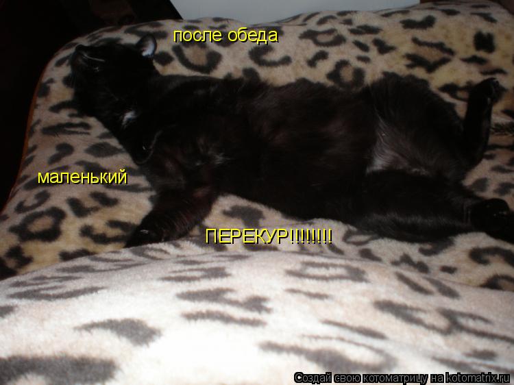 после обеда маленький ПЕРЕКУР!!!!!!!!... Котоматрица: после обеда маленький ПЕРЕКУР!!!!!!!!