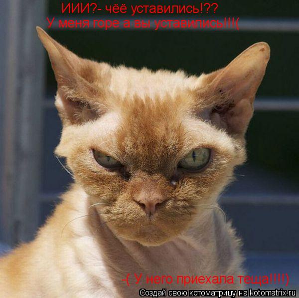 ИИИ?- чёё уставились!?? У меня горе а вы уставились!!!( -( У него приехала теща!!!!)... Котоматрица: ИИИ?- чёё уставились!?? У меня горе а вы уставились!!!( -( У него приехала теща!!!!)
