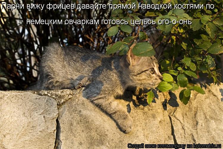 Котоматрица: Парни вижу фрицев давайте прямой наводкой костями по немецким овчаркам готовсь цельсь ого-о-онь