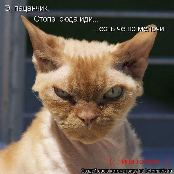 Э, пацанчик, Стопэ, сюда иди... ...есть че по мелочи (...типа гопник...)... Котоматрица: Э, пацанчик, Стопэ, сюда иди... ...есть че по мелочи (...типа гопник...)