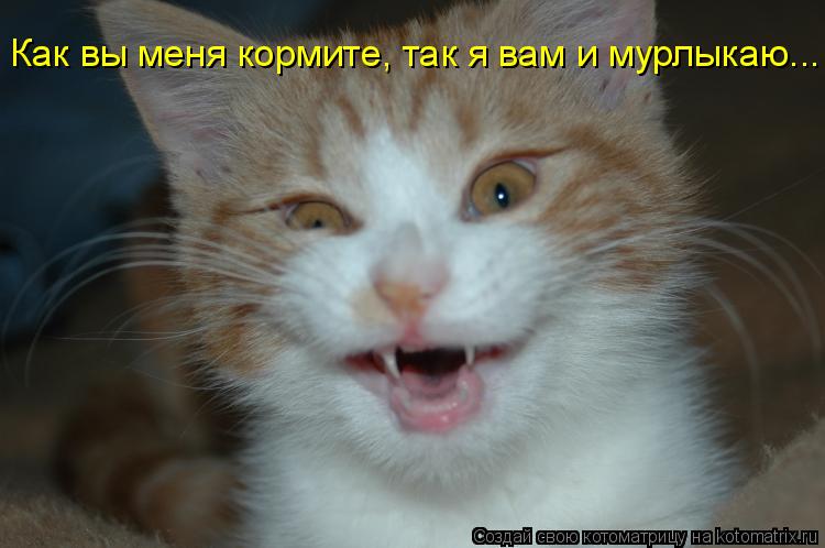 Как вы меня кормите, так я вам и мурлыкаю...... Котоматрица: Как вы меня кормите, так я вам и мурлыкаю...
