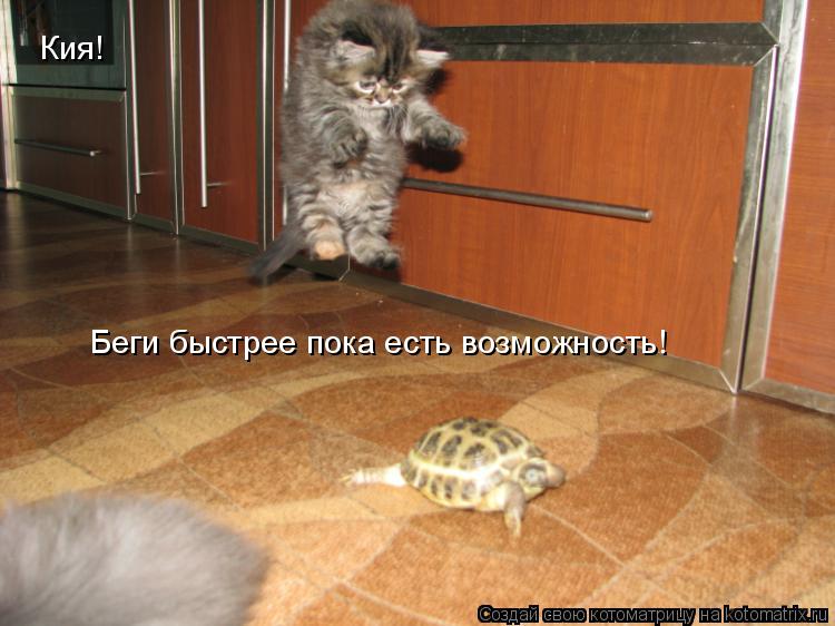 Кия! Беги быстрее пока есть возможность!... Котоматрица: Кия! Беги быстрее пока есть возможность!