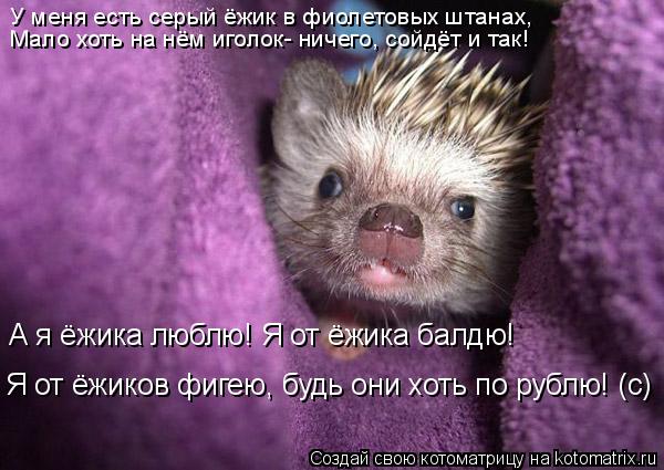 У меня есть серый ёжик в фиолетовых штанах, Мало хоть на нём иголок- ничего, сойдёт и так! А я ёжика ... Котоматрица: У меня есть серый ёжик в фиолетовых штанах, Мало хоть на нём иголок- ничего, сойдёт и так! А я ёжика люблю! Я от ёжика балдю! Я от ёжиков фигею,