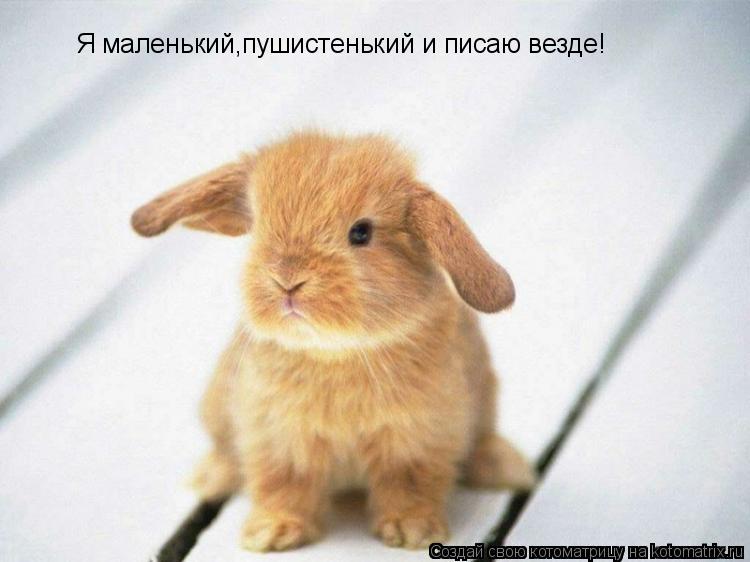 Я маленький,пушистенький и писаю везде!... Котоматрица: Я маленький,пушистенький и писаю везде!