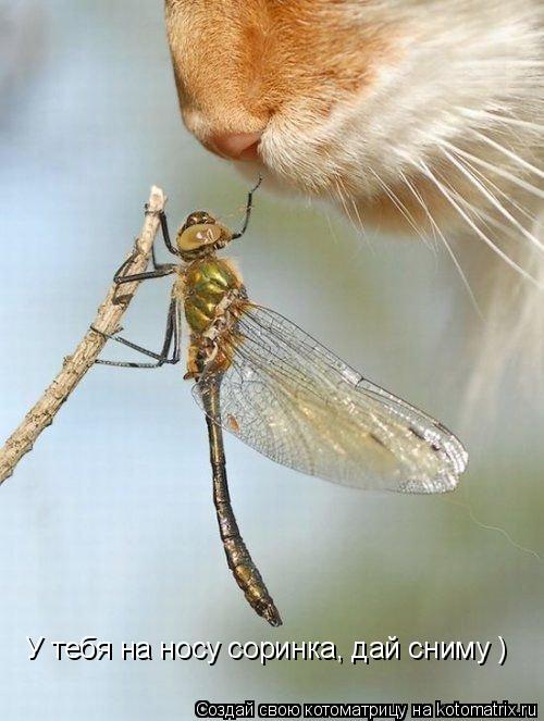 У тебя на носу соринка, дай сниму )... Котоматрица: У тебя на носу соринка, дай сниму )