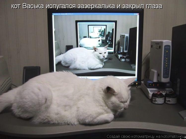 кот Васька испугался зазеркалька и закрыл глаза... Котоматрица: кот Васька испугался зазеркалька и закрыл глаза