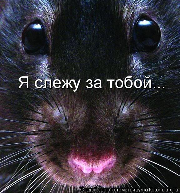 Я слежу за тобой...... Котоматрица: Я слежу за тобой...
