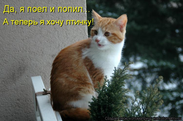 Да, я поел и попил... А теперь я хочу птичку!... Котоматрица: Да, я поел и попил... А теперь я хочу птичку!