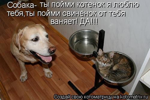 Собака- ты пойми котенок я люблю тебя,ты пойми свинёнок от тебя ваняет! ДА!!!... Котоматрица: Собака- ты пойми котенок я люблю тебя,ты пойми свинёнок от тебя ваняет! ДА!!!