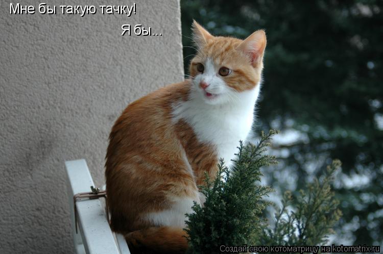 Мне бы такую тачку! Я бы...... Котоматрица: Мне бы такую тачку! Я бы...