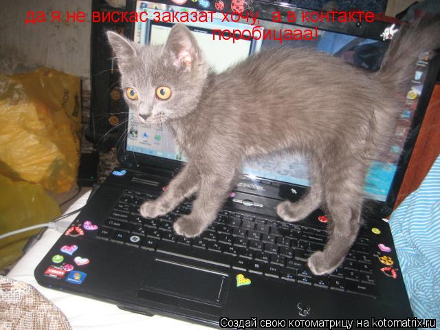 Котоматрица: да я не вискас заказат хочу,  а в контакте  поробицааа!