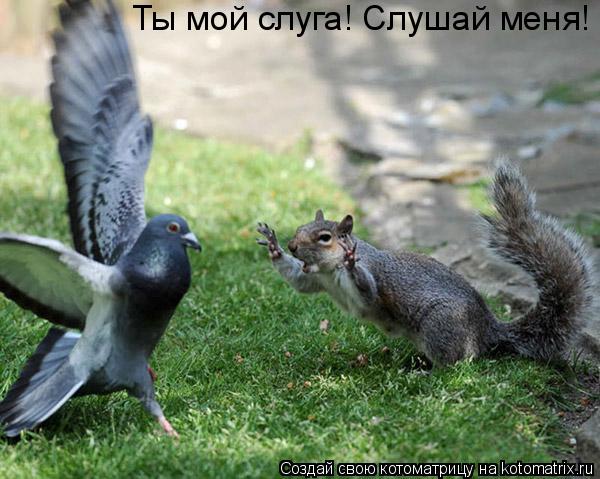 Котоматрица: Ты мой слуга! Слушай меня!