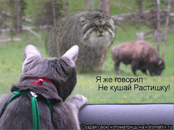 Котоматрица: Я же говорил Не кушай Растишку!