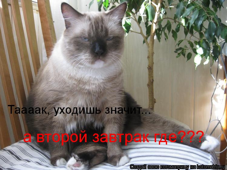 Таааак, уходишь значит... а второй завтрак где???... Котоматрица: Таааак, уходишь значит... а второй завтрак где???