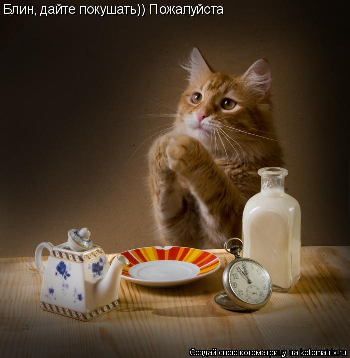 Блин, дайте покушать)) Пожалуйста... Котоматрица: Блин, дайте покушать)) Пожалуйста