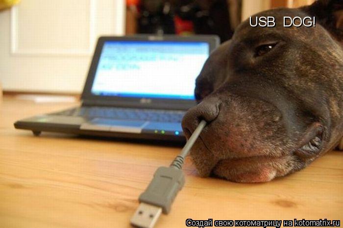 USB DOG!... Котоматрица: USB DOG!