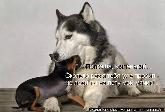 - Полкаша, миленький... Сколько раз я тебя уже просил - не лови ты на лету мой мячик!...... Котоматрица: - Полкаша, миленький... Сколько раз я тебя уже просил - не лови ты на лету мой мячик!...