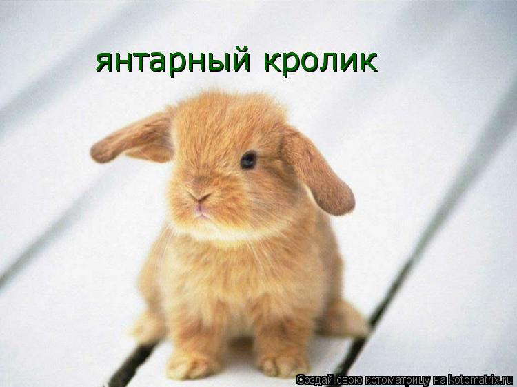 янтарный кролик... Котоматрица: янтарный кролик