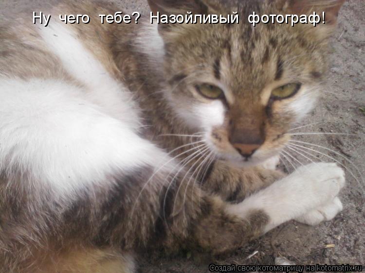 Ну чего тебе? Назойливый фотограф!... Котоматрица: Ну чего тебе? Назойливый фотограф!